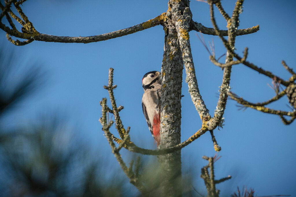 Great Spotted Woodpecker