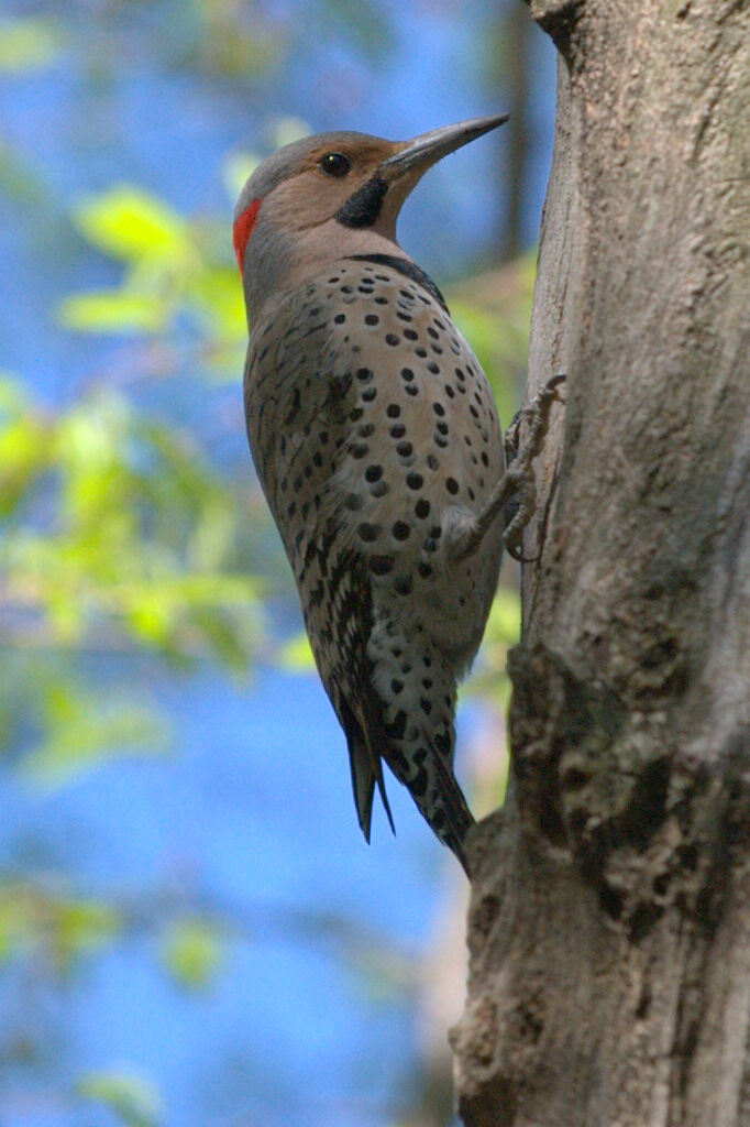 Northern Flicker