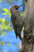 Northern Flicker