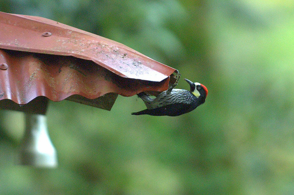 Acorn Woodpecker