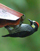 Acorn Woodpecker