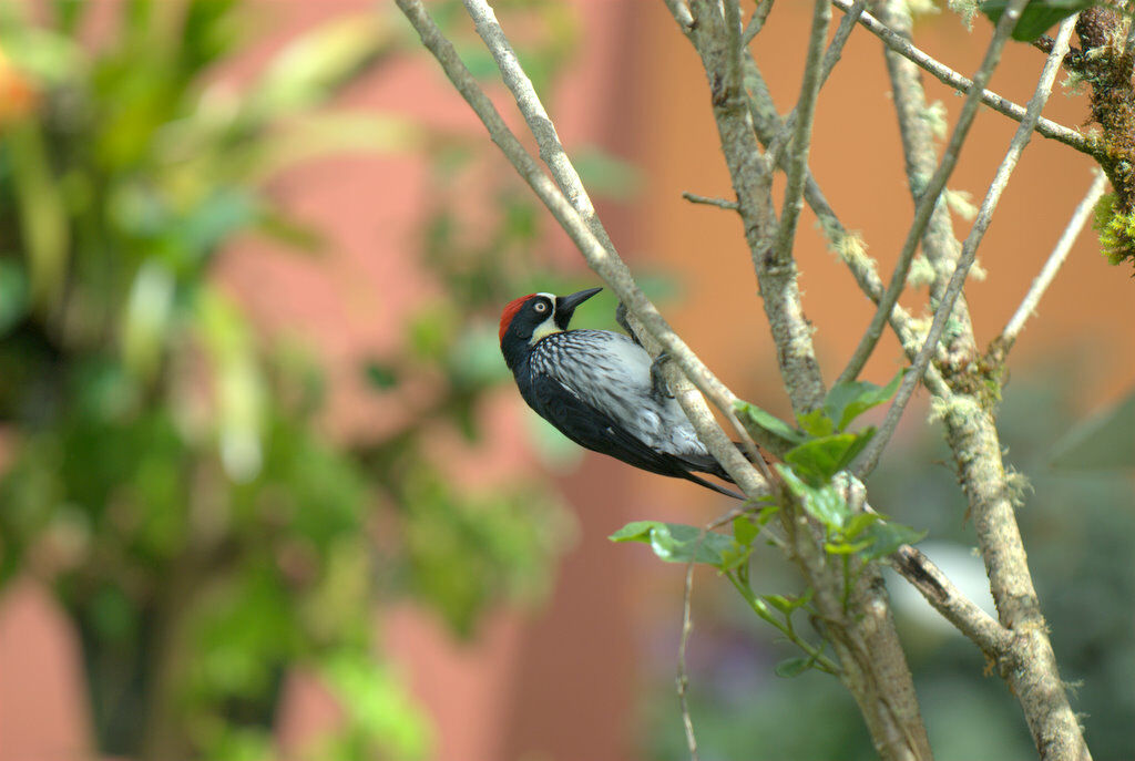 Acorn Woodpecker