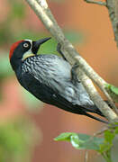 Acorn Woodpecker