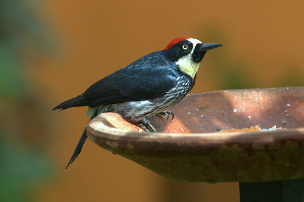 Acorn Woodpecker