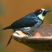 Acorn Woodpecker