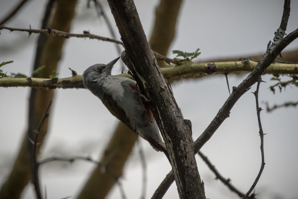 African Grey Woodpecker