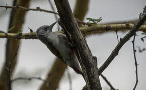 African Grey Woodpecker