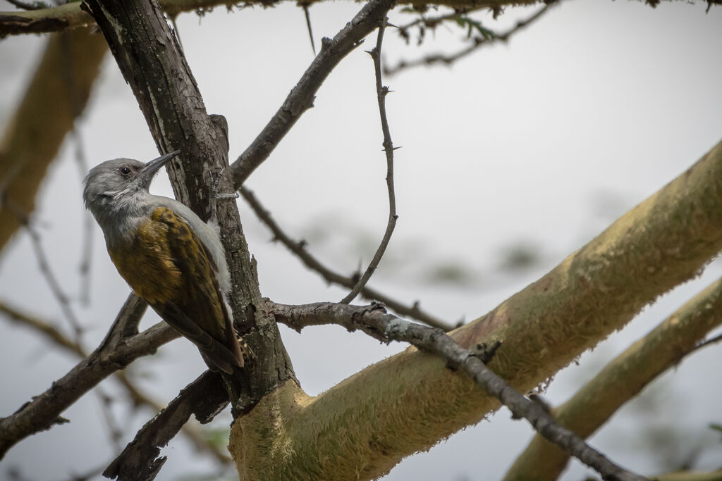 African Grey Woodpecker