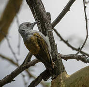 African Grey Woodpecker