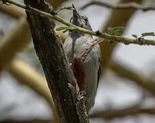 African Grey Woodpecker