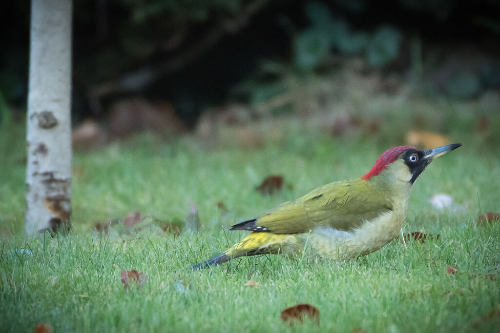 European Green Woodpecker