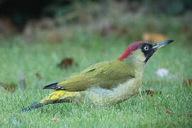 European Green Woodpecker