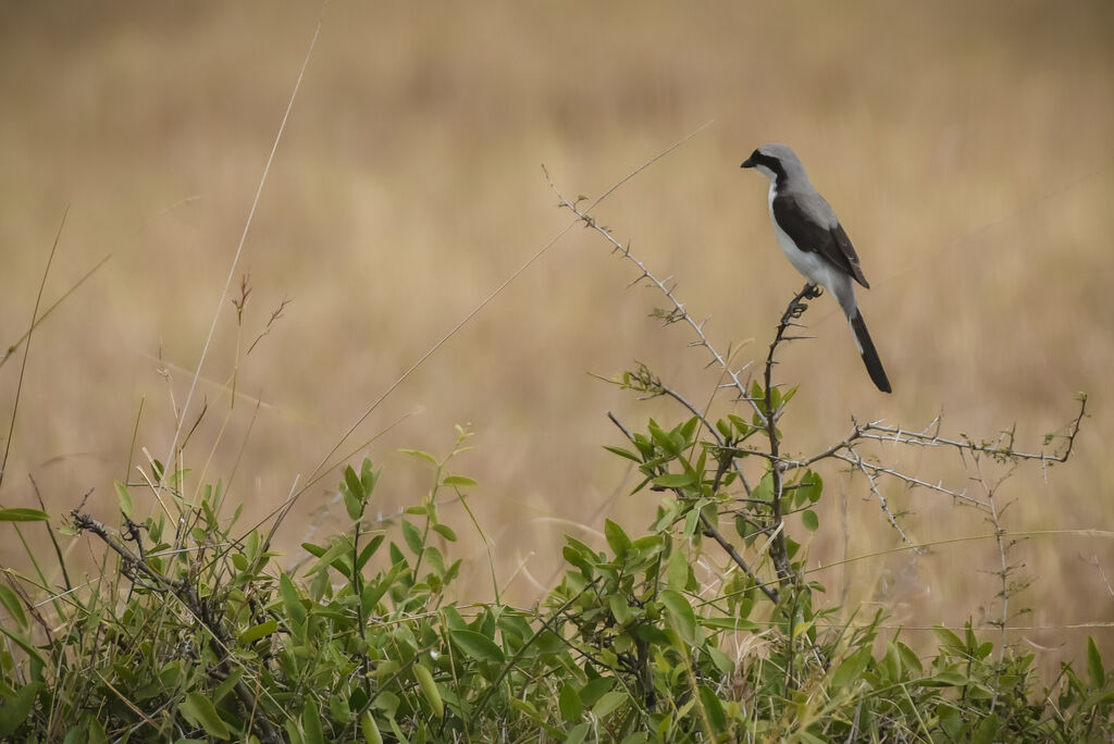 Grey-backed Fiscal