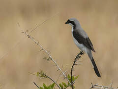 Grey-backed Fiscal