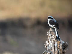 Grey-backed Fiscal