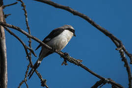 Grey-backed Fiscal