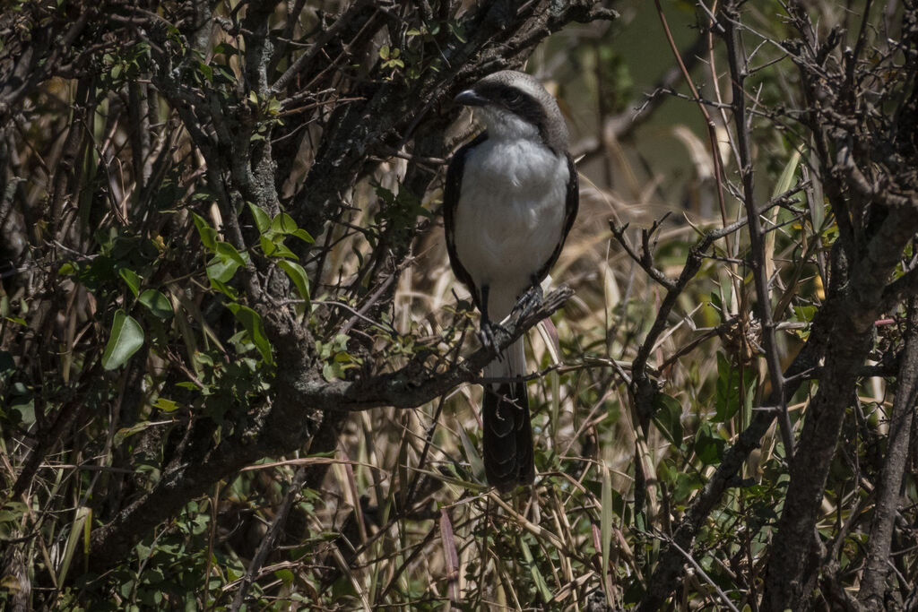 Grey-backed Fiscal