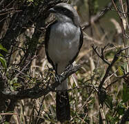 Grey-backed Fiscal