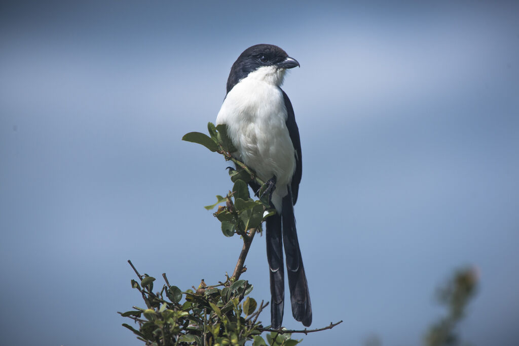 Long-tailed Fiscal