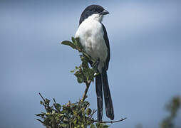 Long-tailed Fiscal