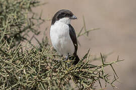 Long-tailed Fiscal