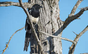 Black-billed Magpie