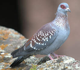 Pigeon roussard