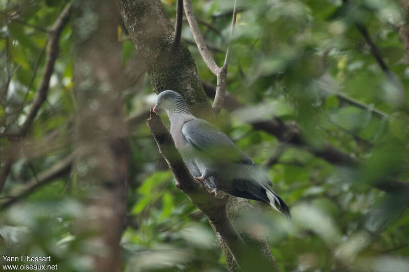 Pigeon trocazadulte, identification
