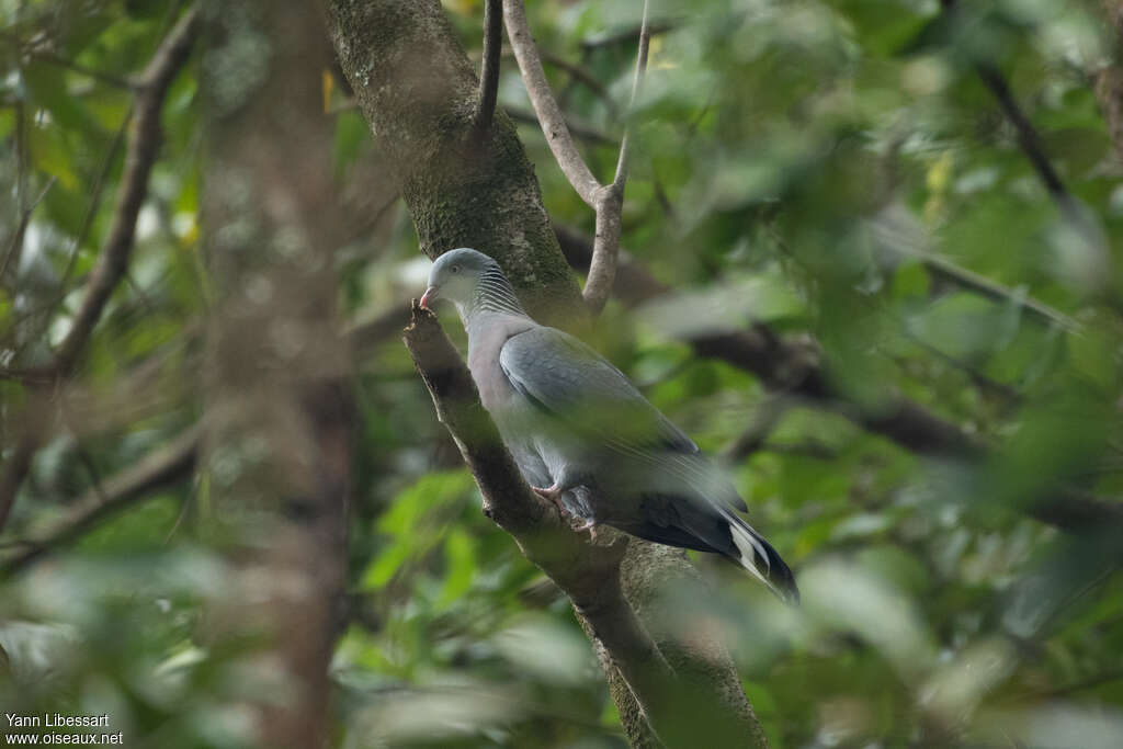 Trocaz Pigeonadult, identification