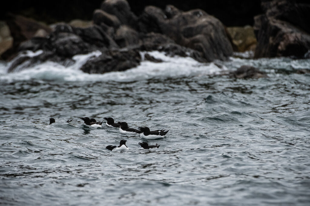 Razorbill, swimming