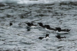 Razorbill