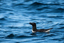 Razorbill