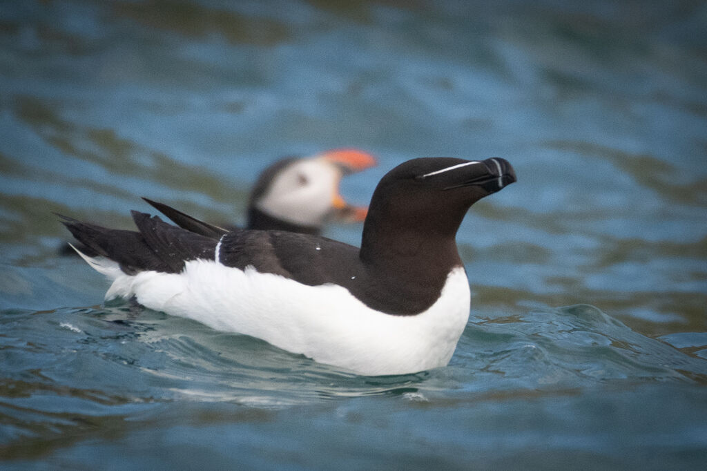 Pingouin torda