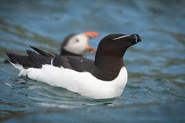 Razorbill