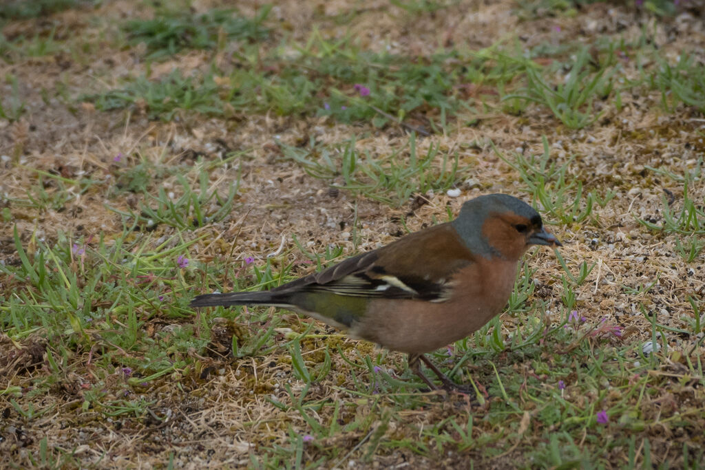 Eurasian Chaffinch