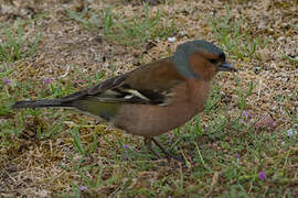 Eurasian Chaffinch