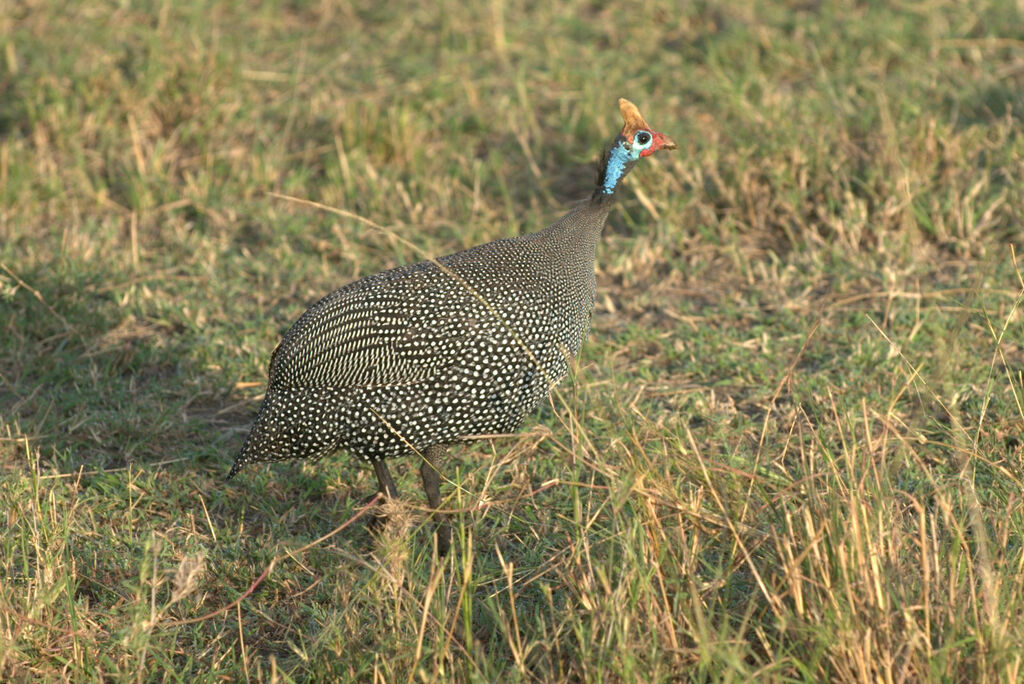 Helmeted Guineafowl