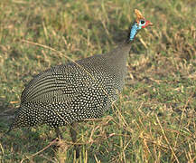 Helmeted Guineafowl