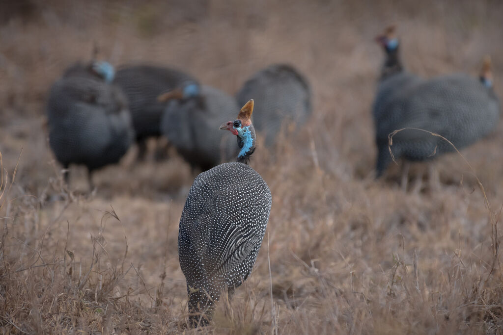 Helmeted Guineafowl