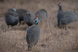 Helmeted Guineafowl