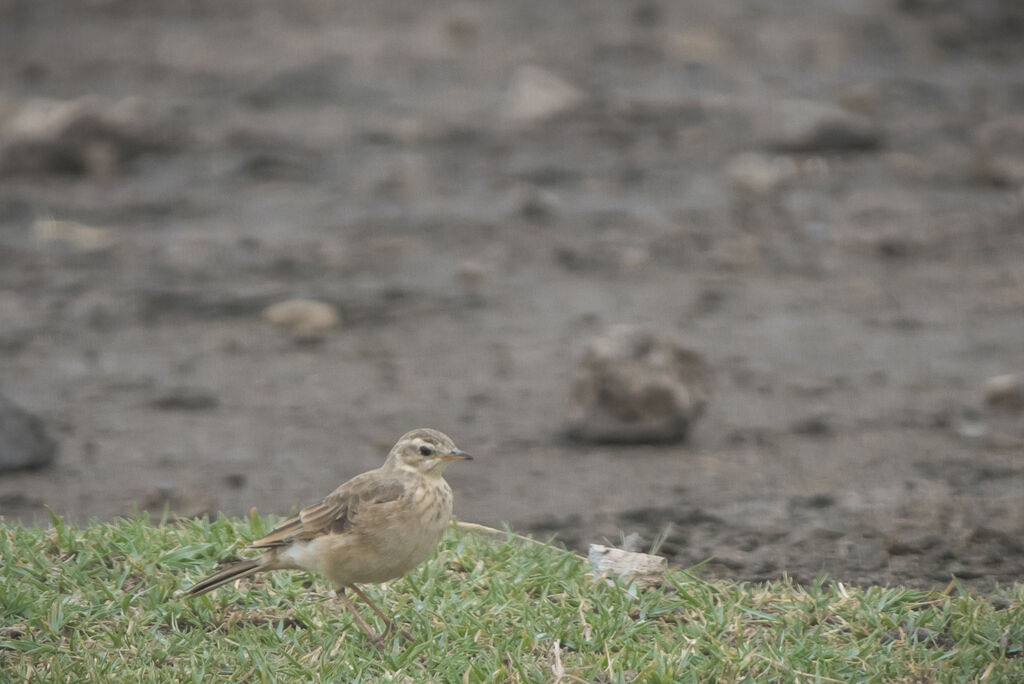 Pipit à dos uni