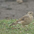 Pipit à dos uni