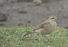 Pipit à dos uni