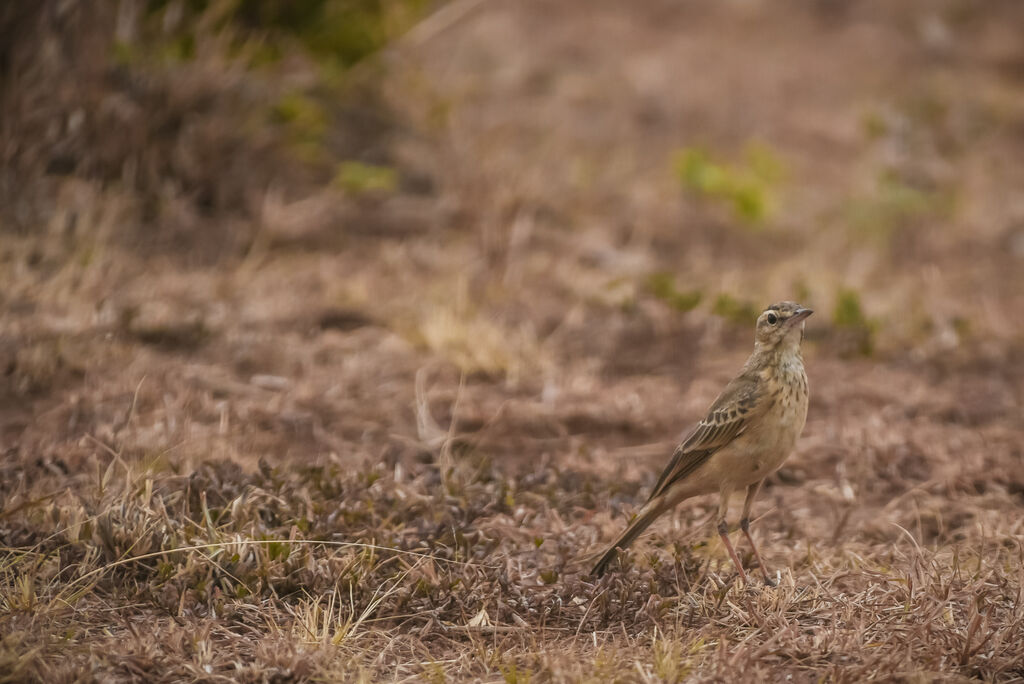 Pipit à dos uni