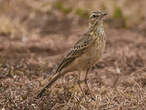 Pipit à dos uni