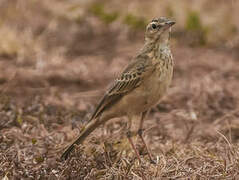 Plain-backed Pipit