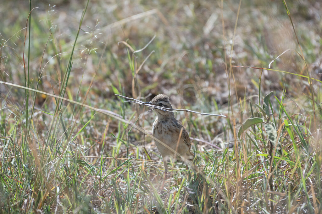 Pipit à dos uni