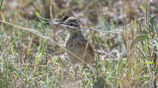 Plain-backed Pipit