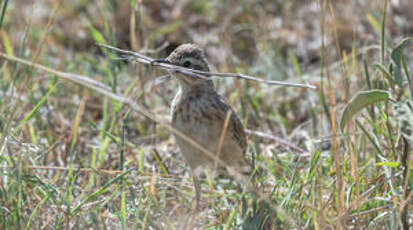 Pipit à dos uni