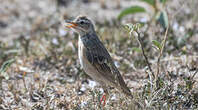 Pipit à dos uni